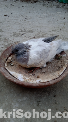 সালেটি কবুতরের বাচ্চা